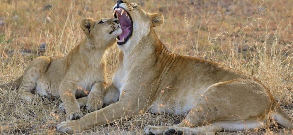 Lions in the Serengeti